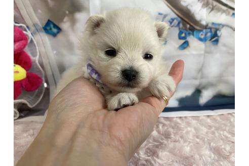 成約済の神奈川県のポメラニアン-371763の5枚目