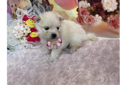 成約済の神奈川県のポメラニアン-371765の6枚目