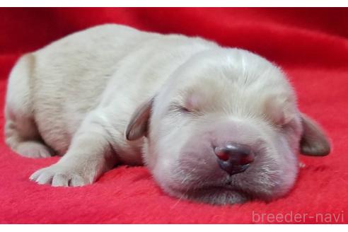 販売中の北海道のゴールデンレトリーバー-371769