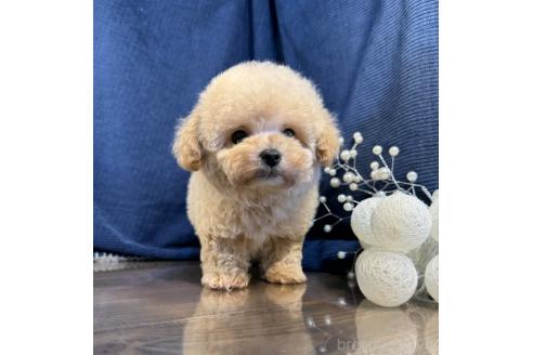 成約済の茨城県のトイプードル-371776の1枚目