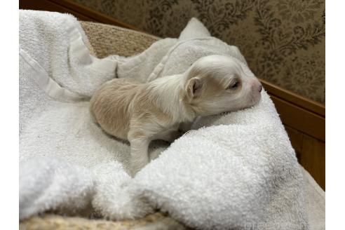 成約済の千葉県のチャイニーズクレステッドドッグ-369806の15枚目
