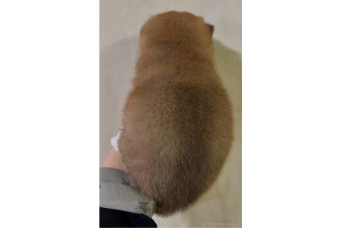 成約済の愛知県の豆柴-371788の2枚目