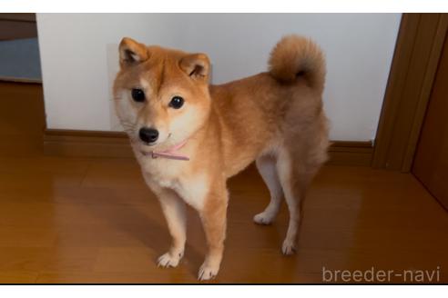 のの豆柴-