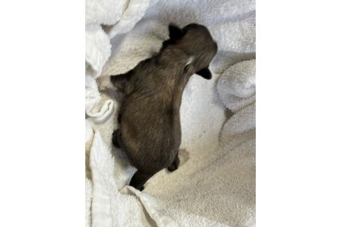 成約済の千葉県のチャイニーズクレステッドドッグ-371806の2枚目