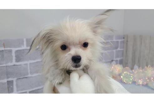 成約済の東京都のミックス犬-343673の12枚目