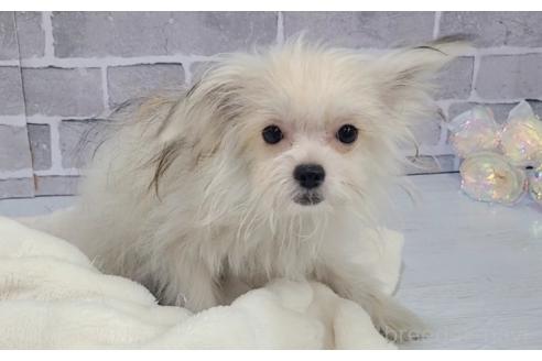 成約済の東京都のミックス犬-343673の11枚目