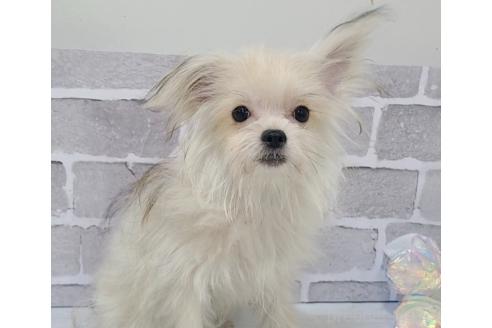 成約済の東京都のミックス犬-343673の7枚目