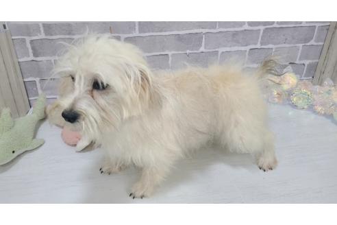 成約済の東京都のミックス犬-319294の5枚目