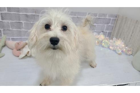 成約済の東京都のミックス犬-319294の3枚目