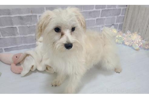販売中の東京都のミックス犬-319293の21枚目