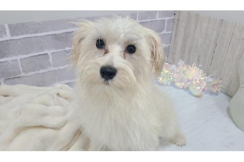 販売中の東京都のミックス犬-319293の20枚目