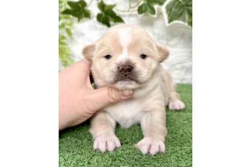 成約済の埼玉県のミックス犬-371811の10枚目