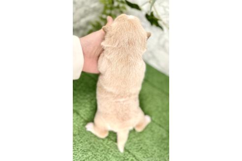 成約済の埼玉県のミックス犬-371811の9枚目