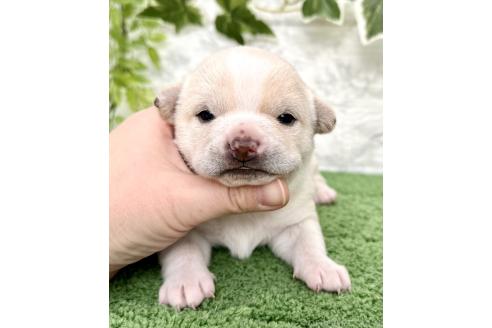 成約済の埼玉県のミックス犬-371812の11枚目