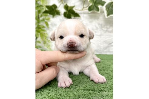 成約済の埼玉県のミックス犬-371812の9枚目