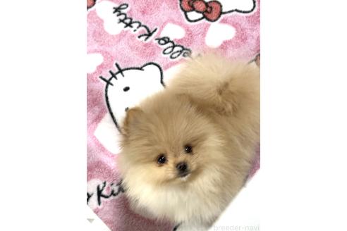 成約済の静岡県のポメラニアン-368451の4枚目