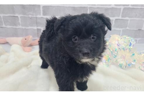 販売中の東京都のミックス犬-367351の18枚目