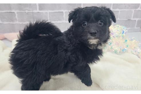 販売中の東京都のミックス犬-367351の17枚目