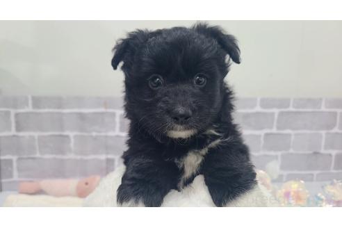 販売中の東京都のミックス犬-367351の16枚目