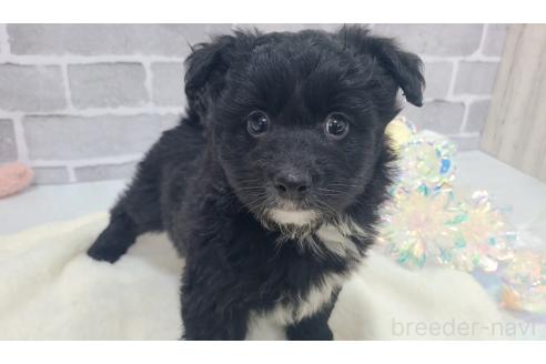 販売中の東京都のミックス犬-367351の15枚目