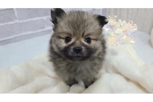 販売中の東京都のポメラニアン-371830の11枚目