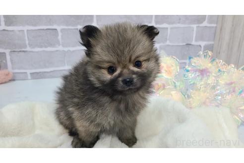 販売中の東京都のポメラニアン-371830の6枚目