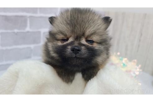 成約済の東京都のポメラニアン-371835の7枚目