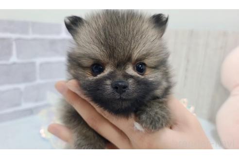成約済の東京都のポメラニアン-371835の6枚目