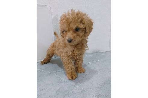 成約済の宮崎県のティーカッププードル-368528の1枚目