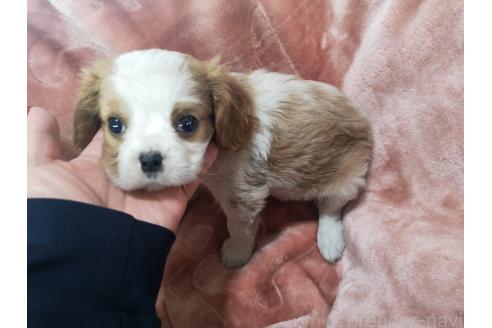 商談中の茨城県のキャバリアキングチャールズスパニエル-371715の2枚目