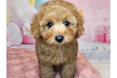 成約済の愛知県のトイプードル-359028の4枚目
