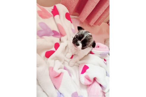 成約済の香川県のチワワ(ロングコート)-370257の3枚目