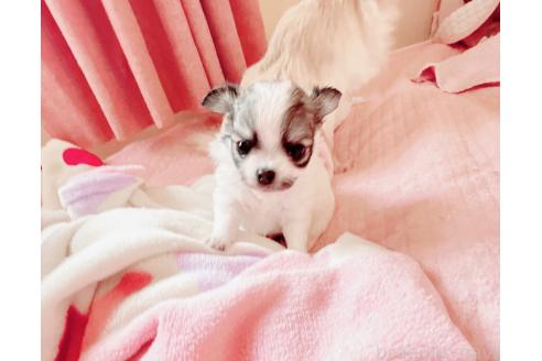 成約済の香川県のチワワ(ロングコート)-370259の5枚目