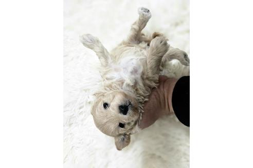 成約済の埼玉県のマルプー:マルチーズ×トイプードル-371865の5枚目