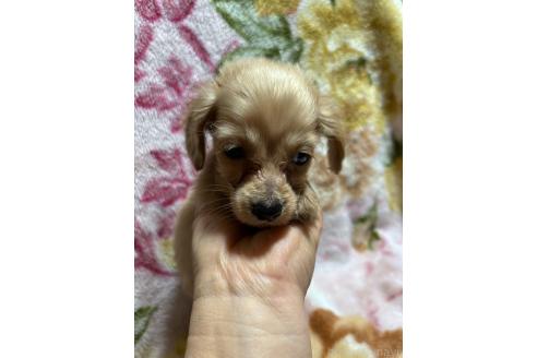 成約済の大分県のカニンヘンダックスフンド(ロングヘアード)-371866の1枚目