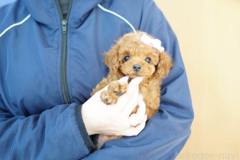 成約済の埼玉県のトイプードル-371873の3枚目