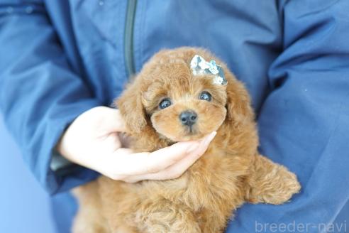 成約済の埼玉県のトイプードル-371879の5枚目