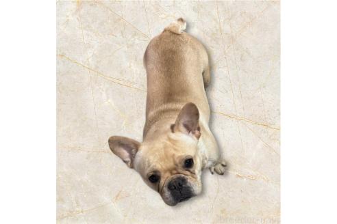 成約済の福井県のフレンチブルドッグ-371883の1枚目