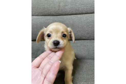 成約済の東京都のミックス犬-371884の10枚目
