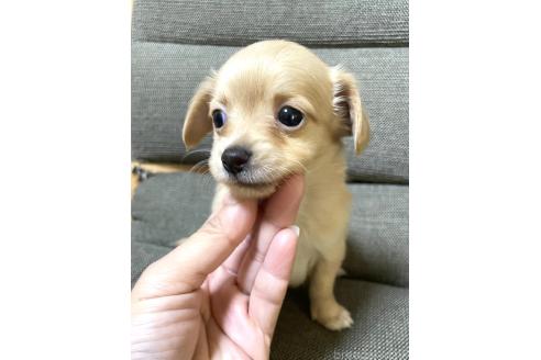 成約済の東京都のミックス犬-371884の9枚目