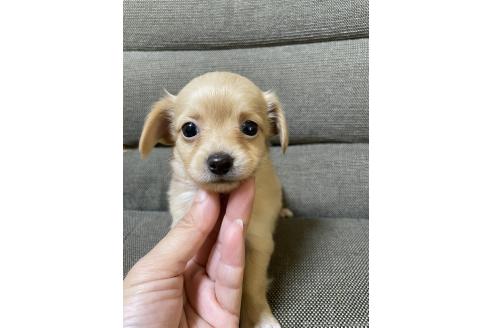 成約済の東京都のミックス犬-371884の8枚目