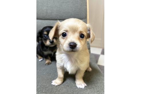 成約済の東京都のミックス犬-371884の7枚目