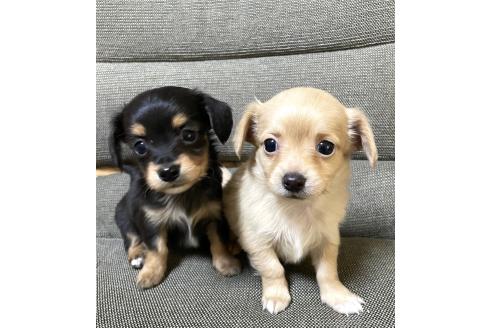 成約済の東京都のミックス犬-371884の6枚目