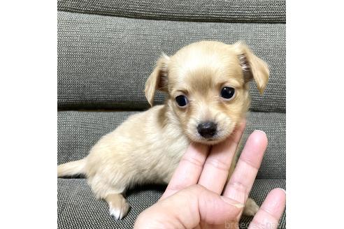 成約済の東京都のミックス犬-371884の5枚目