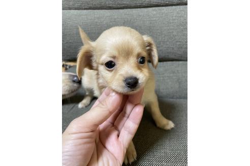 成約済の東京都のミックス犬-371884の3枚目