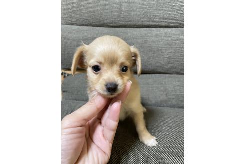 成約済の東京都のミックス犬-371884の2枚目