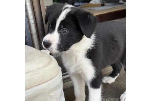 成約済の香川県のボーダーコリー-365811の2枚目