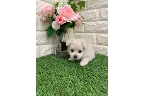 成約済の岡山県のポメマル:ポメラニアン×マルチーズ-371492の9枚目