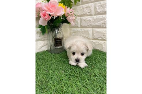 成約済の岡山県のポメマル:ポメラニアン×マルチーズ-371492の4枚目