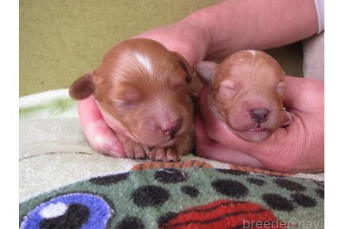 成約済の福岡県のミックス犬-371903の22枚目